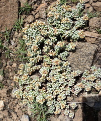 Crassula corallina