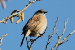 Prunella modularis occidentalis