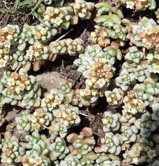 Crassula corallina