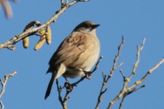Prunella modularis occidentalis
