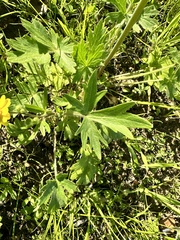 Ranunculus californicus