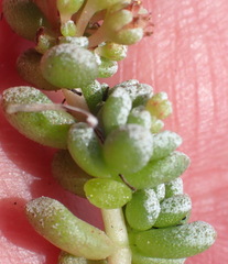 Crassula corallina