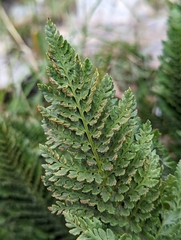 Dryopteridaceae