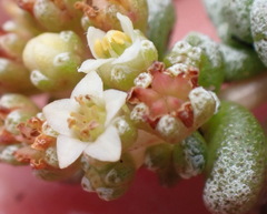 Crassula corallina