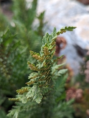 Dryopteridaceae