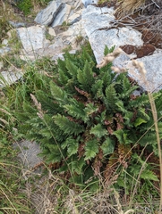 Dryopteridaceae