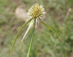 Cyperus alatus