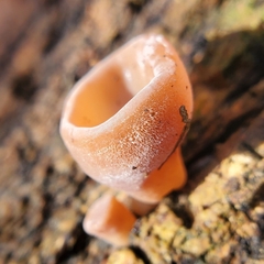 Auricularia auricula-judae
