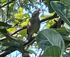 Vireo magister