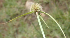 Cyperus alatus