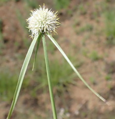 Cyperus cristatus
