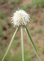 Cyperus cristatus
