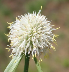 Cyperus cristatus