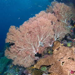 Melithaea
