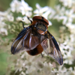 Phasia hemiptera