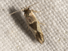 Stathmopoda megathyma