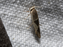 Stathmopoda megathyma