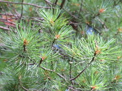 Pinus parviflora