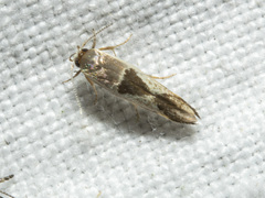 Stathmopoda megathyma