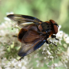 Phasia hemiptera