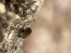 Porodisculus pendulus