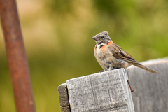 Zonotrichia capensis australis