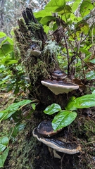 Fomitopsis ochracea