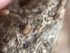 Porodisculus pendulus