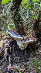 Fomitopsis ochracea