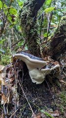 Fomitopsis ochracea