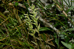 Cyclopogon congestus