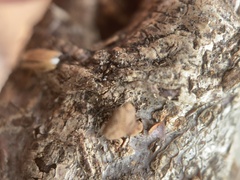 Porodisculus pendulus