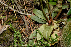 Cyclopogon congestus