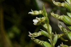 Cyclopogon congestus