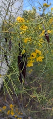Senna artemisioides