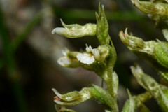 Cyclopogon congestus