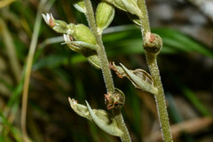 Cyclopogon congestus