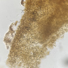 Trichoderma lixii