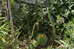 Cyclopogon congestus