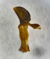 Cyclopogon congestus