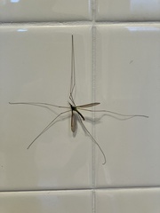 Leptotarsus albistigma