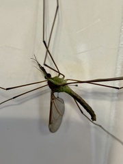 Leptotarsus albistigma