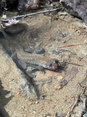 Desmognathus amphileucus