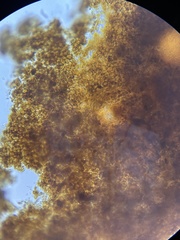 Trichoderma lixii