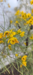 Senna artemisioides