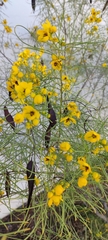 Senna artemisioides