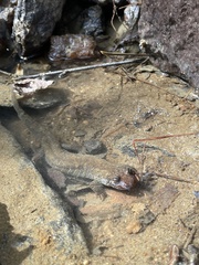 Desmognathus amphileucus