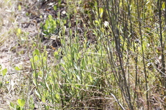 Montinia caryophyllacea