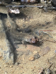 Desmognathus amphileucus