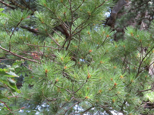 Japanese white pine